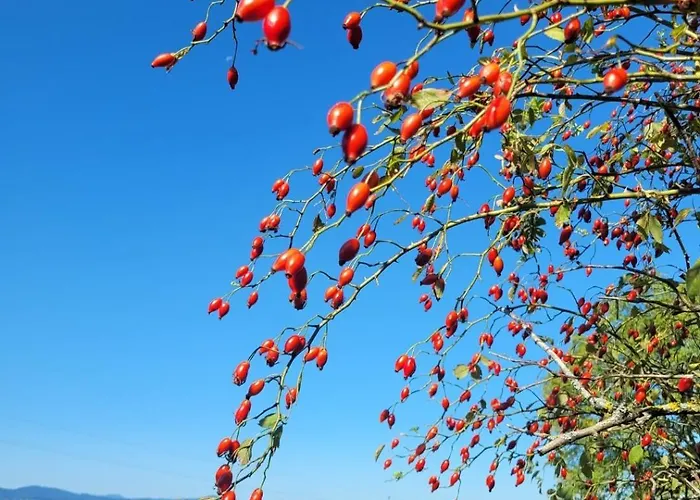 Gasthof Schöberingerhof Weyregg